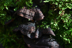 Hymenochaete rubiginosa