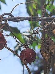 Diplocyclos palmatus