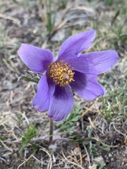 Pulsatilla