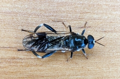 Exaireta spinigera