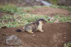 Marmota camtschatica