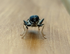 Exaireta spinigera
