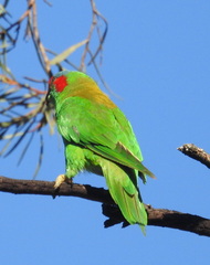 Glossopsitta concinna