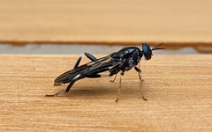 Exaireta spinigera