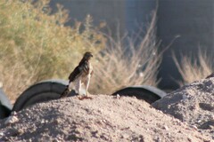 Accipiter cooperii