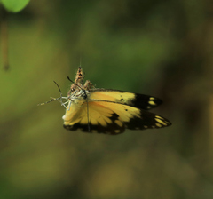 Belenois creona severina