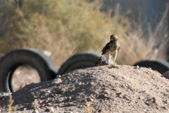 Accipiter cooperii