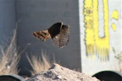 Accipiter cooperii