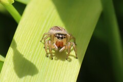 Euophryini