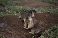 Marmota camtschatica