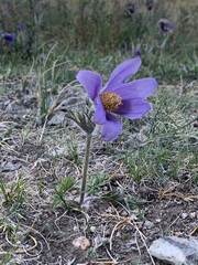 Pulsatilla