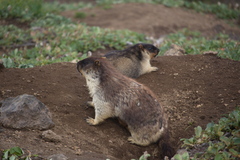 Marmota camtschatica