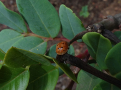 Harmonia quadripunctata