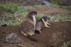 Marmota camtschatica