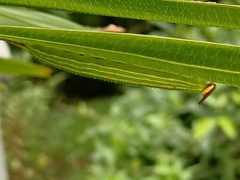 Elymnias hypermnestra