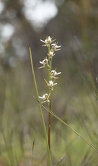 Prasophyllum odoratum