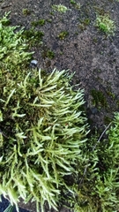 Brachythecium rutabulum