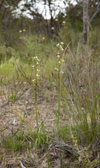 Prasophyllum odoratum