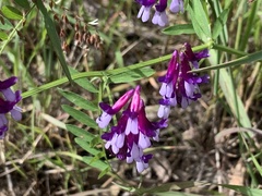 Vicia villosa