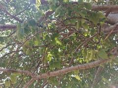 Celtis africana