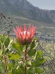Protea cynaroides