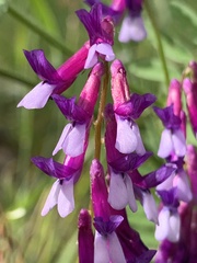 Vicia villosa