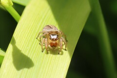 Euophryini