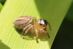 Euophryini
