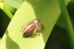 Euophryini