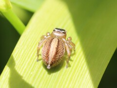 Euophryini