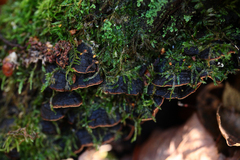Hymenochaete rubiginosa