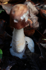 Leccinum albostipitatum