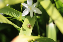 Euophryini