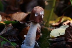 Leccinum albostipitatum