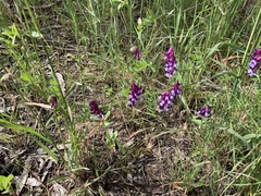 Vicia villosa