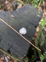 Marasmiellus