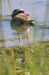 Elseyornis melanops
