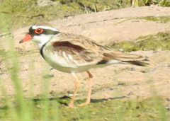 Elseyornis melanops