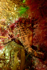 Hippocampus abdominalis