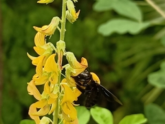 Xylocopa aestuans