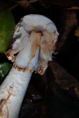 Leccinum albostipitatum