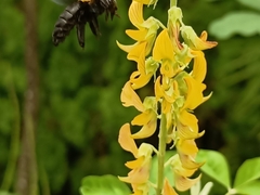 Xylocopa aestuans