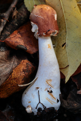 Leccinum albostipitatum