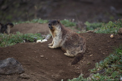 Marmota camtschatica