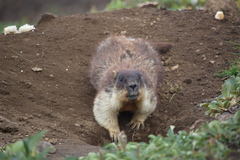 Marmota camtschatica