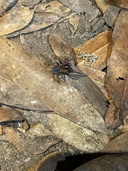 Callobius severus