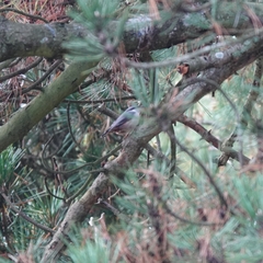 Sitta europaea