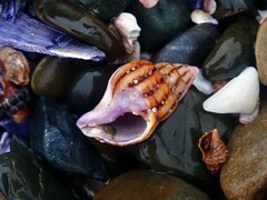 Peristernia reincarnata