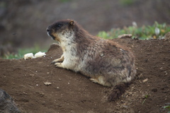 Marmota camtschatica