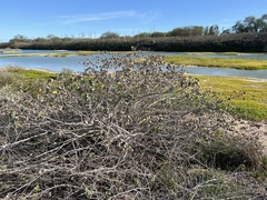 Gossypium tomentosum